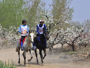 天然馬城·醉美梨都——2019 年中國碭山國際馬術(shù)耐力賽