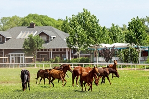 以馬為夢，為中國獨(dú)有的馬術(shù)道路增光添彩